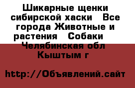 Шикарные щенки сибирской хаски - Все города Животные и растения » Собаки   . Челябинская обл.,Кыштым г.